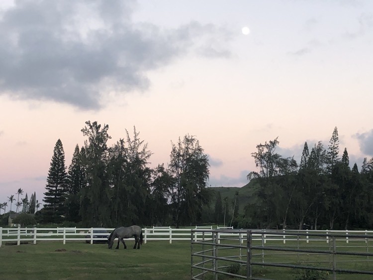 Kahuku Stables 2026