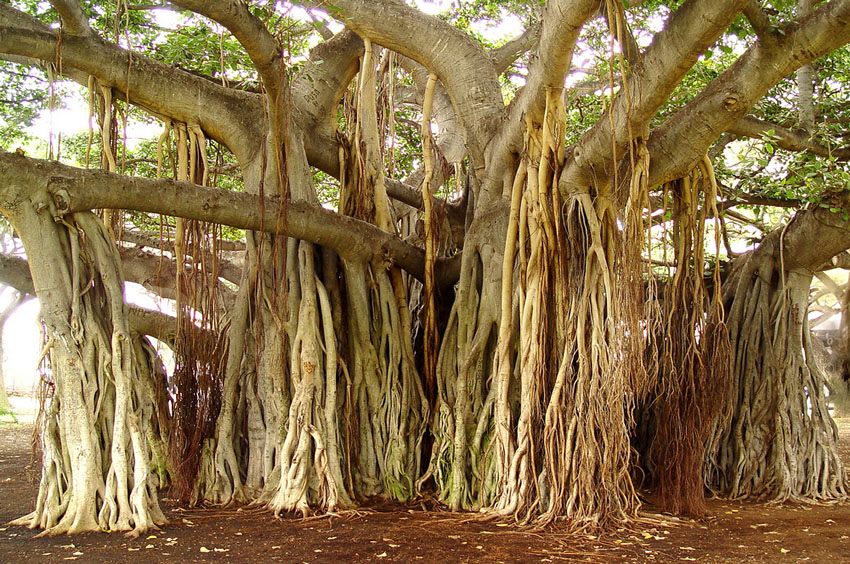 Old Banyan Tree