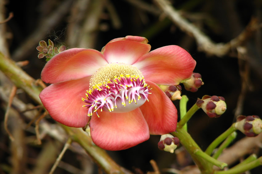 Beautiful Flora