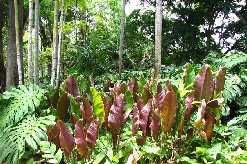 Garden Scenery