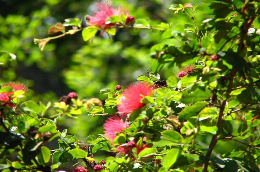Hawaiian Flora