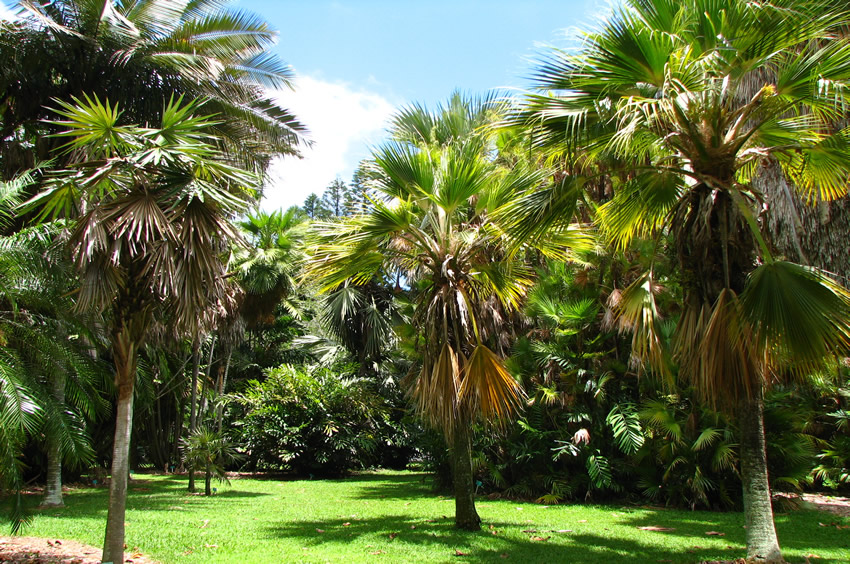 Tropical Palm Trees