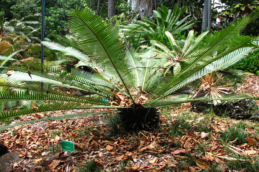 Variety of Tropical Palm Trees