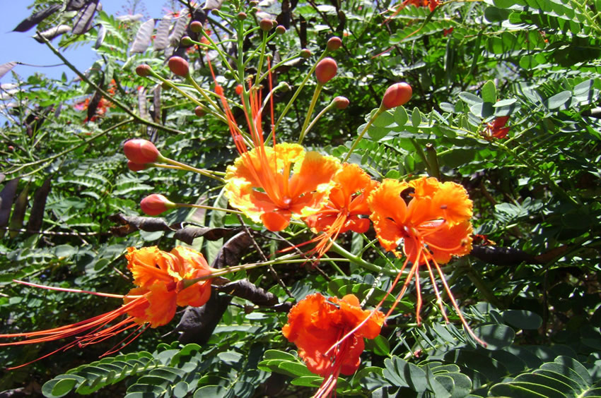 Ohai Alii Dwarf Poinciana