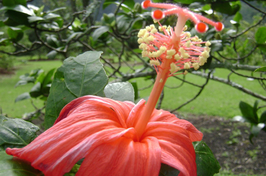 Hibiscus Clayi2