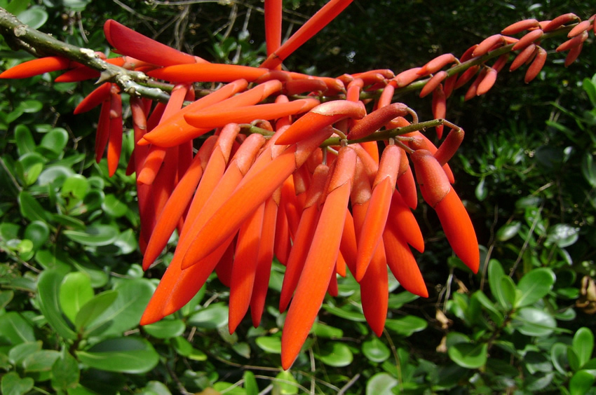 Unique Flora