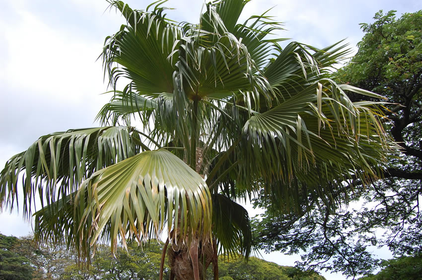 Loulu Palm