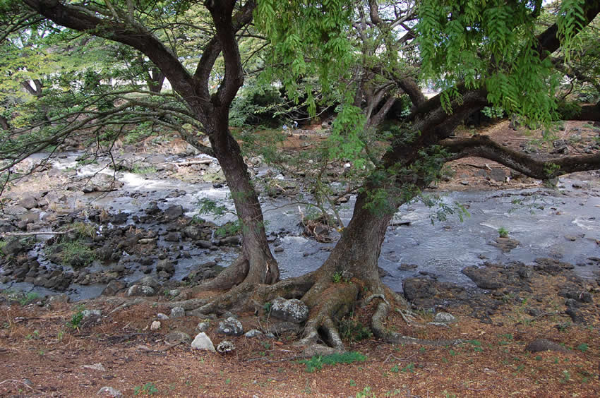 Nuuanu Stream
