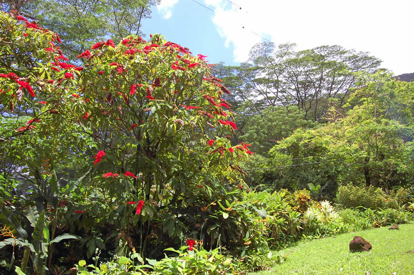 Colorful Trees