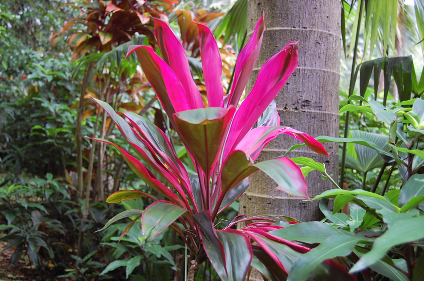 Ti Leaf