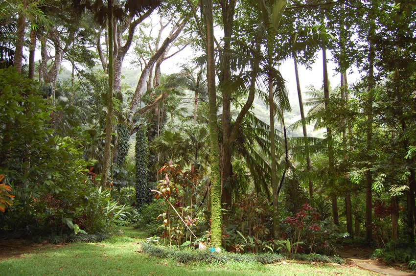 Tropical Rainforest