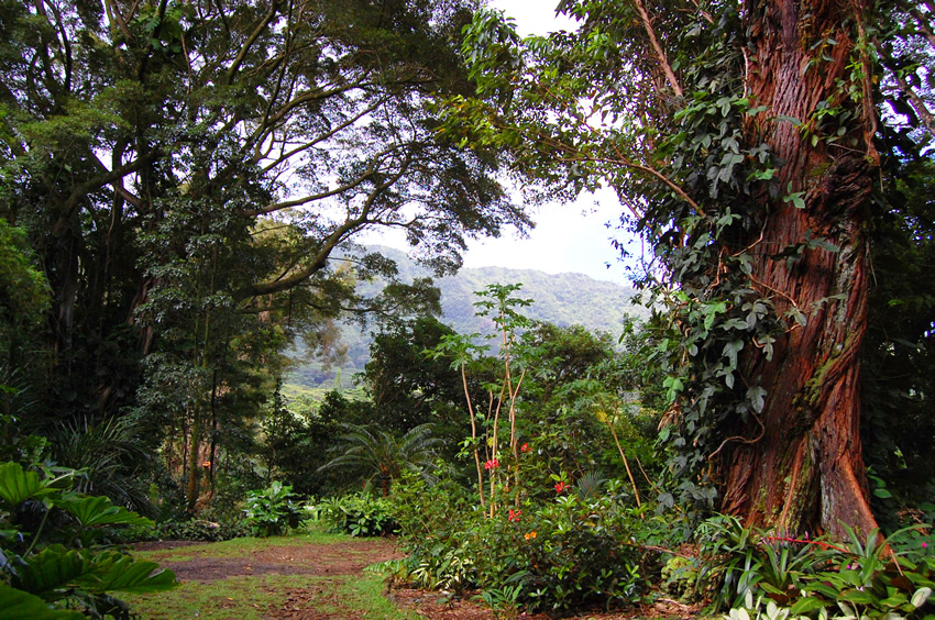 Tropical Rainforest2