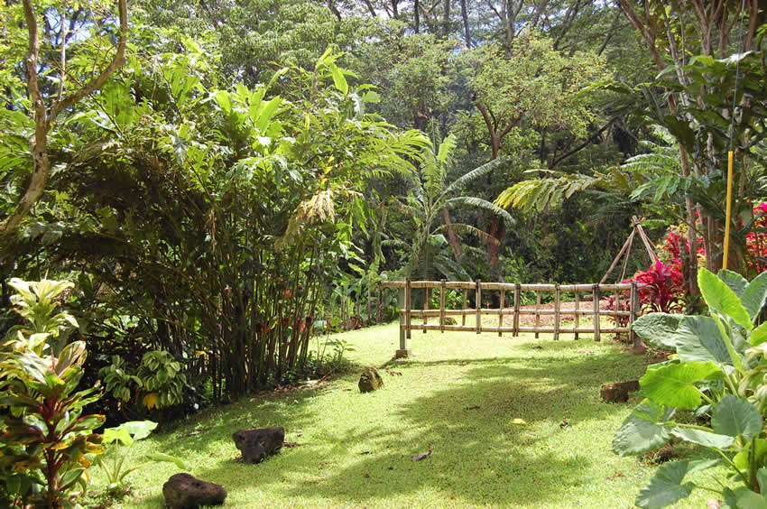 Tropical Vegetation