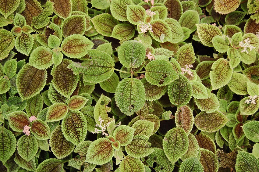 Unique Flora