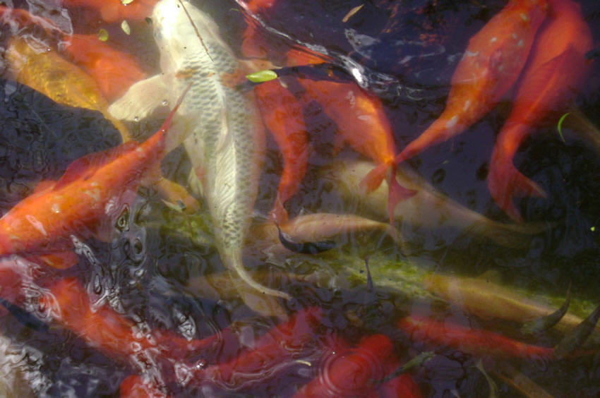 Koi Pond
