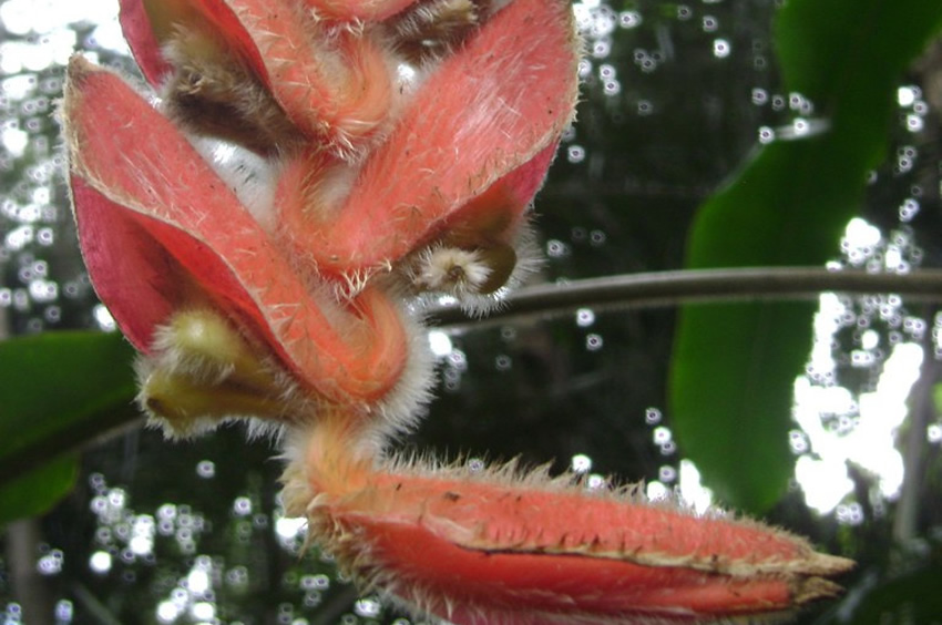 Fuzzy Orange Hanging Heliconia Heliconia Mutisiana