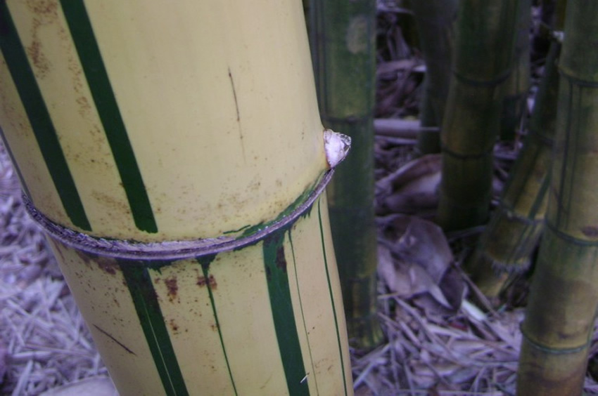 Golden Stemmed Bamboo