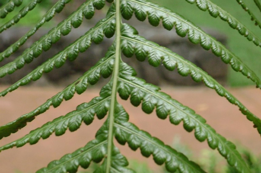 Hapuu Hawaiian Tree Fern