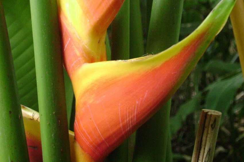 Heliconia Obscura