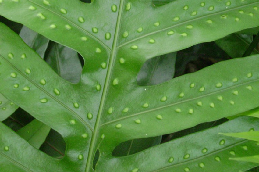 Lauae Fern