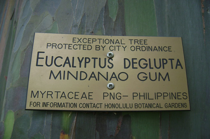 Mindanao Gum Rainbow Eucalyptus