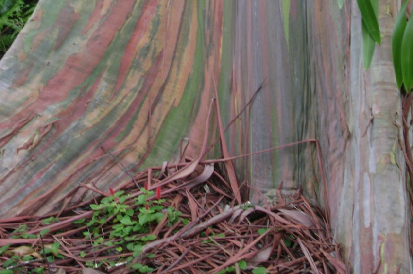 Mindanao Gum Rainbow Eucalyptus2