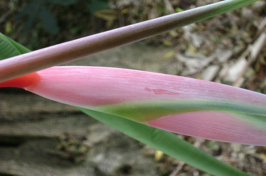 Sexy Pink Heliconia Chartacea