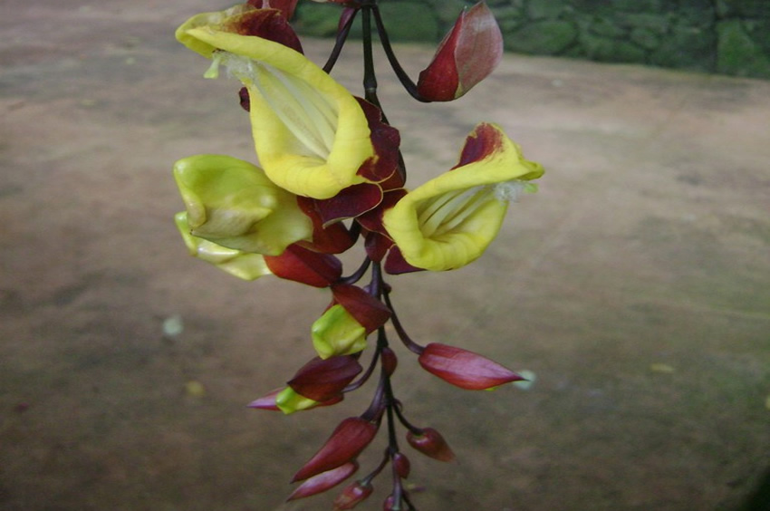 Thunbergia Mysorensis Clock Vine