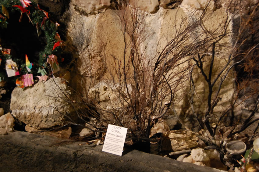 Black Coral from Hawaii