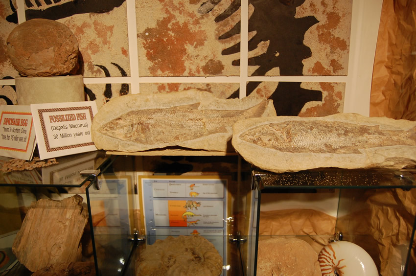 Fossilized Fish