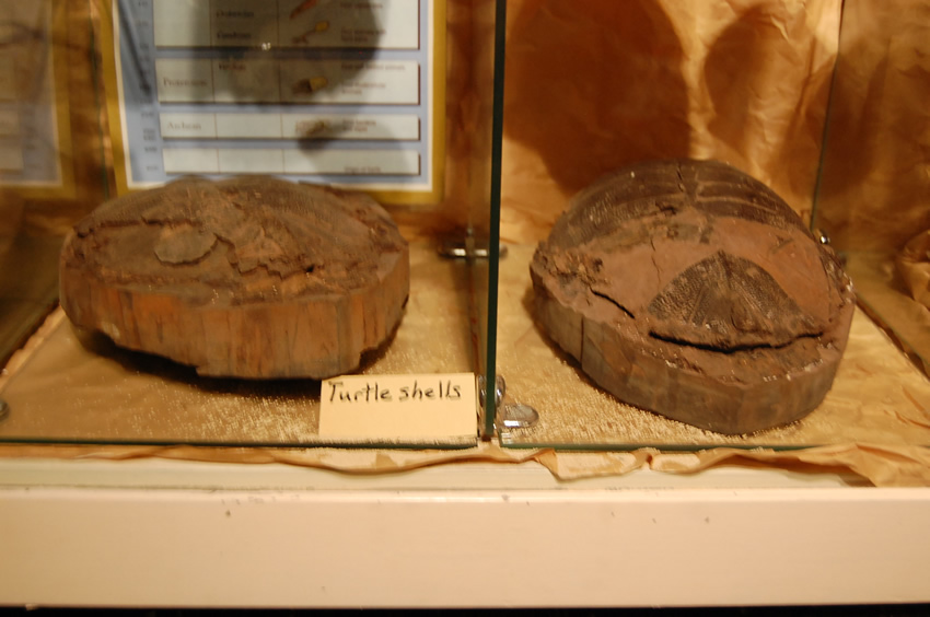 Turtle Shells