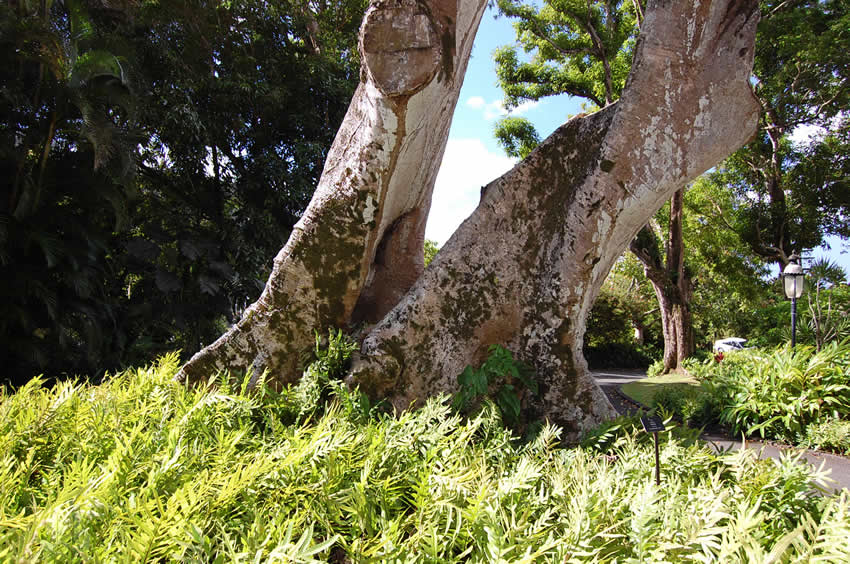Big Trees
