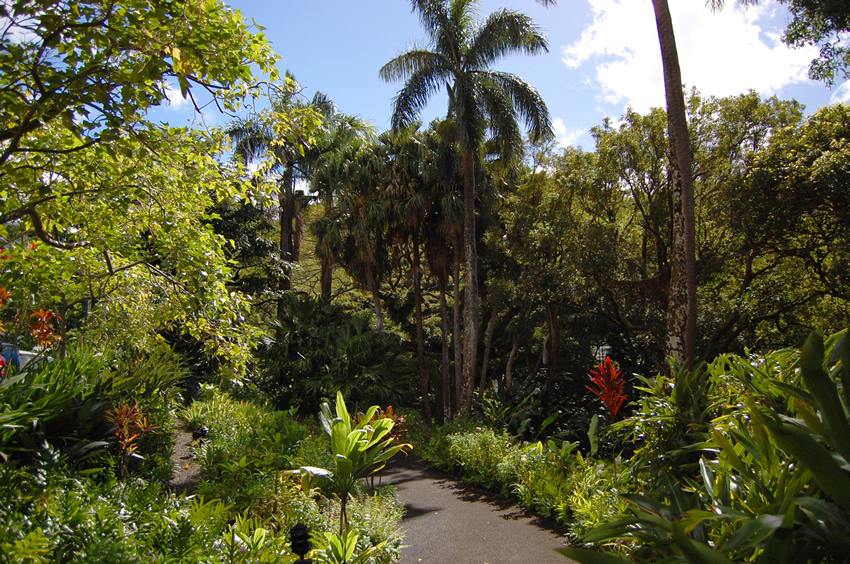 Tropical Graden