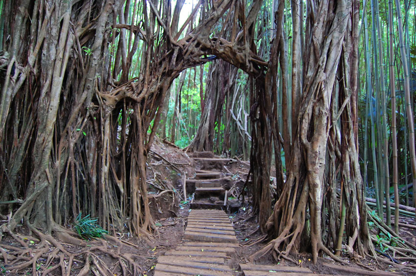 Bamboo Gate 2