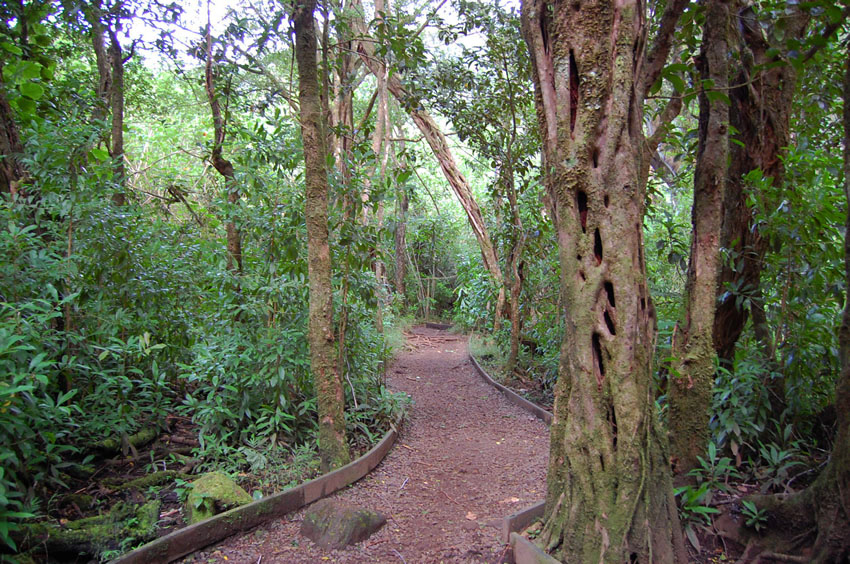 Easy Part of the Hiking Trail