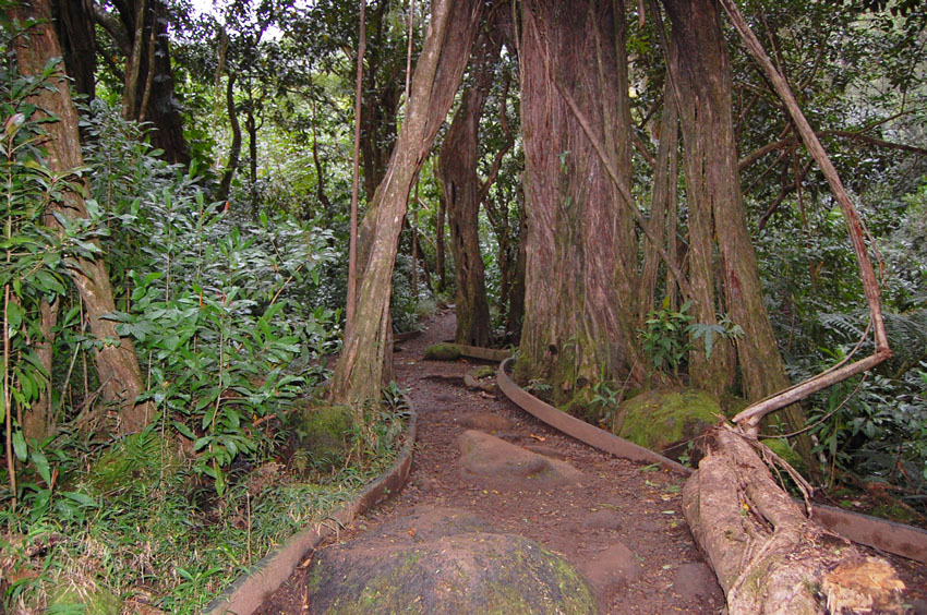 Easy Part of the Hiking Trail 2