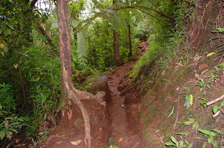 Narrow Part of the Trail 1