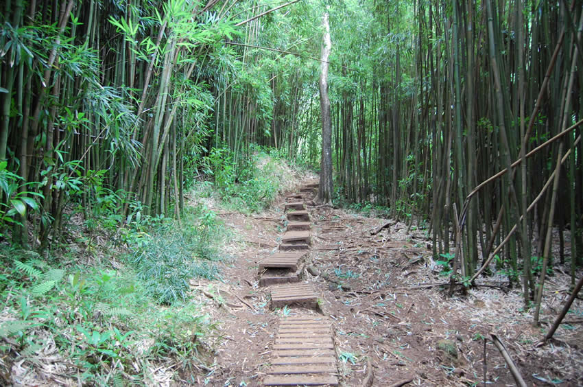 Trail Among Bamboo Trees
