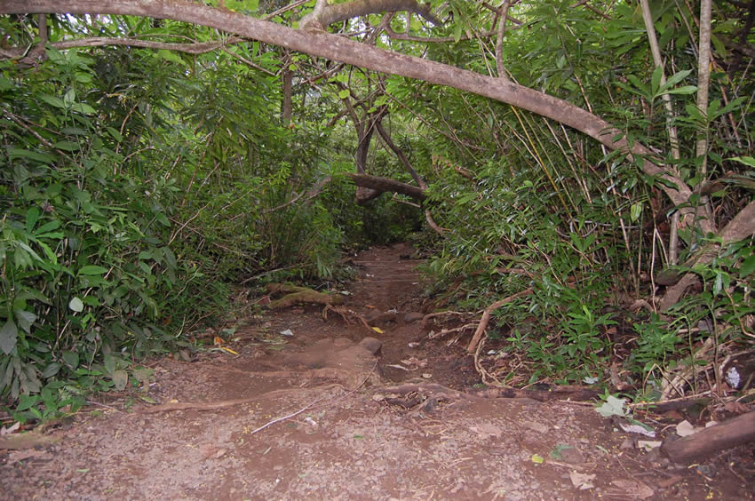 Trail in the Rainforest 1