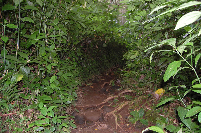 Trail in the Rainforest 2
