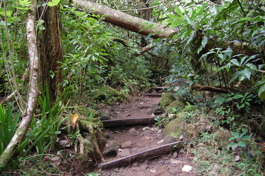 Trail in the Rainforest 3