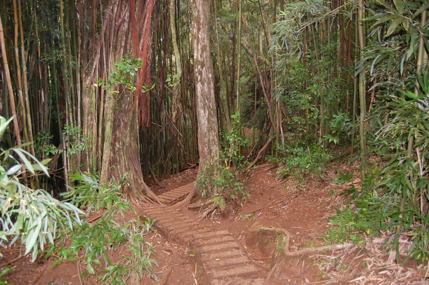 Tropical Rainforest